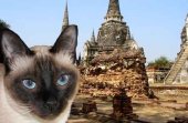 Лучшие курорты Таиланда для отдыха с кошкой