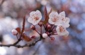 Сезон цветения сакуры в Японии