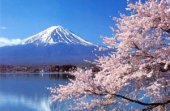 Экскурсионный тур по Японии во время цветения сакуры
