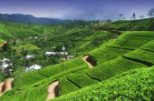 Шри-Ланка – остров буддизма, слонов и чая